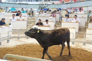 前回並みの相場展開となった肉用牛臨時競り＝17日、ＪＡおきなわ宮古家畜市場