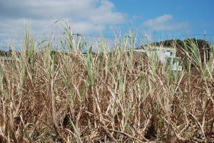 台風11号の塩害で葉の枯れる被害が出ているサトウキビ畑＝27日、城辺の東海岸