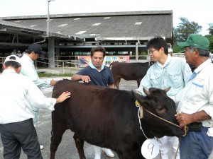 各地から出品された優良牛を厳正に審査する審査員ら＝29日、ＪＡおきなわ宮古家畜市場