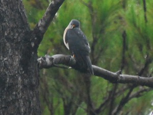 宮古島で羽を休めるアカハラダカ（資料写真）