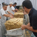 宮古地区の葉タバコ買い入れは8日に終了した＝ＪＴ沖縄地方原料本部宮古取扱所