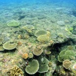 影響を受けるサンゴ礁