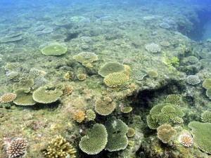 採捕作業前の海中公園整備海域。多数のサンゴ礁が確認できる＝平良狩俣地区