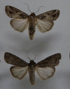 宮古本島各地で捕獲されたアフリカシロナヨトウの成虫。上が雄で下が雌（病害虫防除技術センター宮古駐在提供）