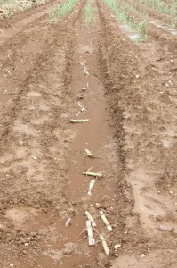 大雨の影響で畑の土が流出し植えたばかりのキビがむきだしの状況になった畑