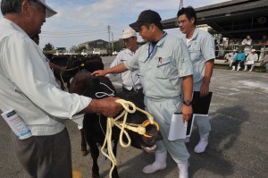 共進会では出品された子牛を丁寧に審査した＝12日、ＪＡおきなわ家畜市場