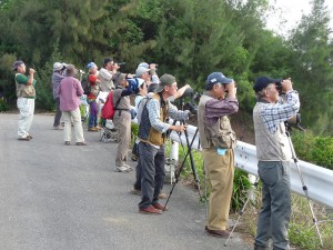 最近では本土の野鳥の会もサシバ観察に来島するようになった＝平良字久松