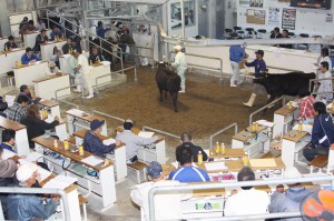 前月を１万５０００円上回る相場展開となった12月競り＝９日、ＪＡおきなわ宮古家畜市場