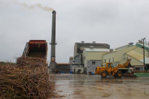 キビは大量に運ばれ、操業は順調に進んでいる＝15日、宮古製糖伊良部工場