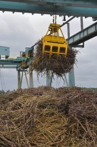 操業開始に伴い搬入された大量のサトウキビ＝7日、沖縄製糖宮古工場