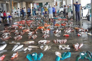 夏期には大量の魚介類が上場される＝宮古島漁協（資料写真）