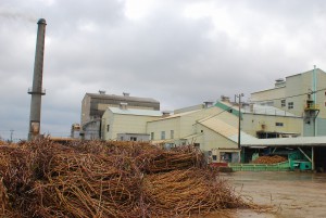 年明けからキビは大量に搬入され操業は順調に進んでいる＝６日、宮古製糖伊良部工場