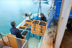 取れ立ての糸モズクを水揚げする漁業者たち＝３日、狩俣漁港