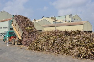 各工場の製糖作業が終盤を迎えている＝14日、宮古製糖城辺工場