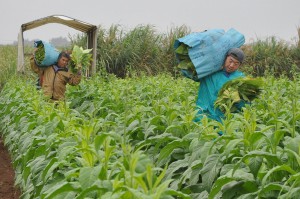 葉タバコの収穫作業を手伝う笠原さん（右）。「本当にありがたい」と雇い主に感謝する＝25日、上野地区の葉タバコ畑
