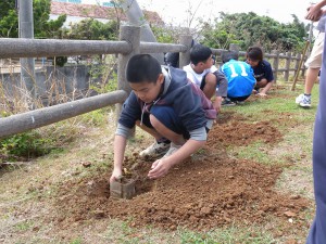 ツバキの苗木を植える南小の児童たち＝20日、大原南公園