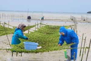 今後陸揚げされる養殖用網からアーサを採取する女性たち＝５日、平良大浦湾