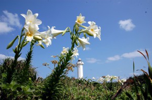 美しい真っ白な花で観光客の目を楽しませている＝12日、東平安名崎