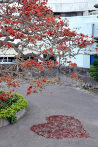 満開のデイゴの木の下で落ちた花たちが「ハートマーク」に形取られ、見る者に感動を与えている＝20日、宮古福祉保健所