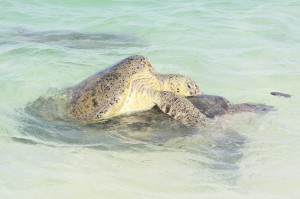 波打ちぎわでウミガメの雄が雌の背中に乗って交尾しているのが確認された＝７日午前８時55分ごろ、平良地区の海岸