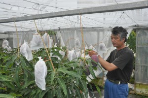 強風で傷付いたマンゴーがないかどうかを調べる上地登さん＝25日、上野宮国のマンゴー農園