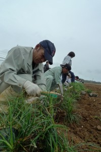 土壌流出の防止と保全を目的に畑の端にリュウノヒゲとアキノワスレグサを植栽する参加者たち＝１日、城辺東福地地区