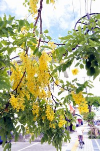 黄金色の花を咲かすゴールデンシャワーが通りに訪れた人たちの目を楽しませている＝２日、平良の下里通り