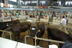 高く売れる子牛の生産方法を学んだ研修会＝20日、ＪＡおきなわ宮古家畜市場