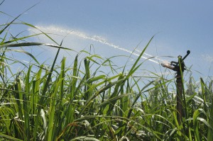 少雨の影響で各地のサトウキビ畑で灌水が行われている＝20日、上野地区