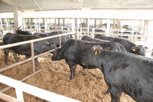 本土などに肥育出荷されているＪＡおきなわ野田畜産センターの牛