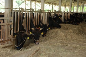 宮古では多くの母牛が本原登録されている