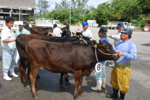 優良牛が一堂に並び厳正な審査を受けた共進会＝14日、ＪＡおきなわ宮古家畜市場