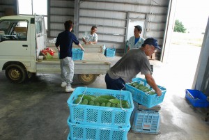 緑の濃い高品質のゴーヤーが搬入された＝12日、ＪＡおきなわ上野集荷場
