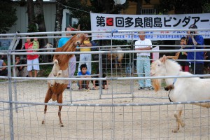 前足を高々と上げるヤギの格闘は迫力にあふれた＝10日、多良間村塩川（中央スーパー西隣り駐車場）