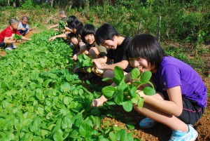 野菜収穫を喜ぶ子どもたち＝28日、西城小学校