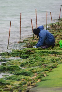 海辺でアーサを採取する女性＝４日、平良大浦湾