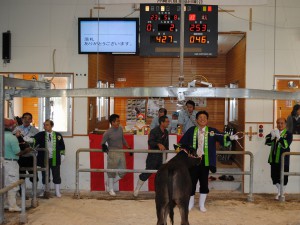 高値取り引きとなった肉用牛初競り＝19日、ＪＡおきなわ多良間家畜市場