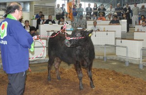 子牛１頭平均39万２０００円の県内最高値の取引が行われた宮古市場の初競り＝19日、ＪＡおきなわ宮古家畜市場