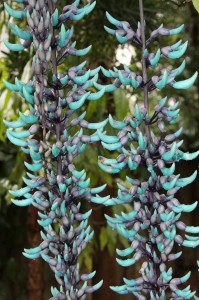 宝石の翡翠のような色の花を咲かせた「ヒスイカズラ」＝23日、平良東仲宗根の島尻さんの庭