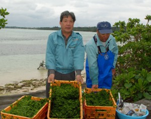 初収穫された養殖アーサを前に小禄組合長（左）と西原漁業研究会員の池田博次さん＝３日、平良の大浦湾