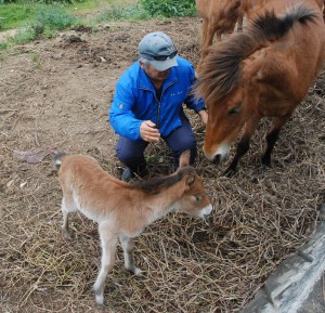 荷川取さんは愛情いっぱいで親子馬を見守る＝11日、平良の荷川取牧場