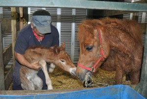 ２２日未明に誕生した子馬（左）。飼い主の荷川取さんに抱かれながら母馬とじゃれ合う＝２３日、宮古馬ふれあい広場（市熱帯植物園内）