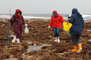 潮干狩りを楽しむ女性たち＝24日、上野新里のシギラビーチ