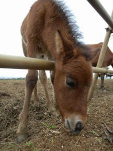 小さな口で草をはむ仕草を見せる雄の子馬＝14日、平良狩俣のスマヌーマ牧場