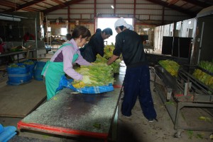 生葉のつり込み作業をする職員たち＝６日、城辺の共同乾燥施設