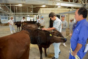 検定調査牛の体高などを測る関係者たち＝１１日、宮古家畜市場