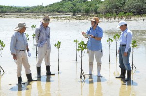 参加者たちは生息するマングローブの特徴などについて学んだ＝１６日、与那覇サニツ浜東海岸