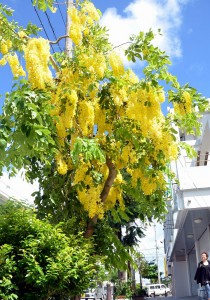 夏空に映える黄金色の花が通りに訪れた人たちの目を楽しませている＝４日、平良の下里通り