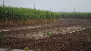 雨水がたまった畑＝２６日、多良間村