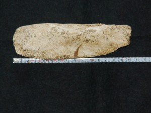 出土した先史時代の貝斧